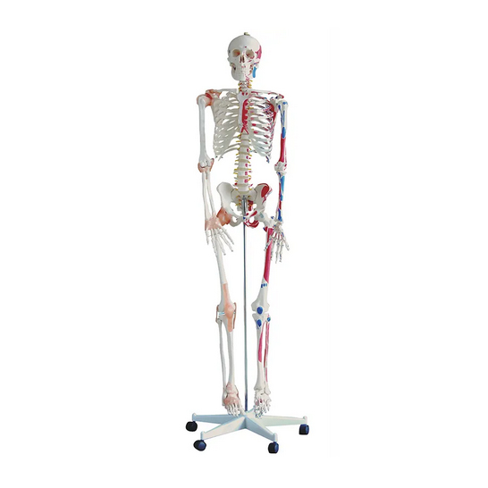 Skeleton with Muscles and Ligaments 180cm Tall