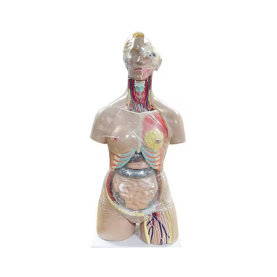 High Human Torso Trunk Models