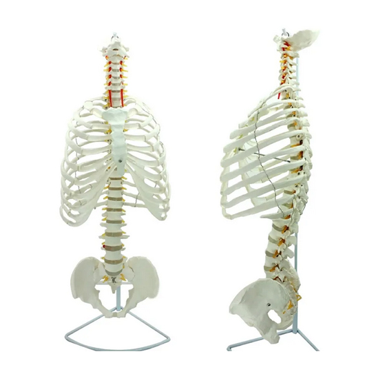 Adult life size PVC material human rib skeleton model