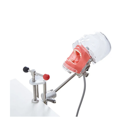 Dental head model teaching dental simulator