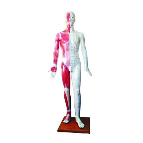 Human Life Size  Acupuncture Point Model For Chinese Medicine