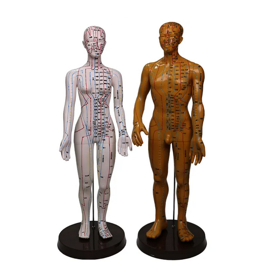 Human body male acupuncture model