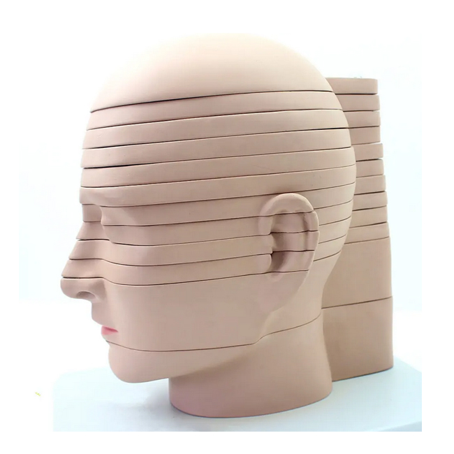 Human brain anatomical model Brain transection model