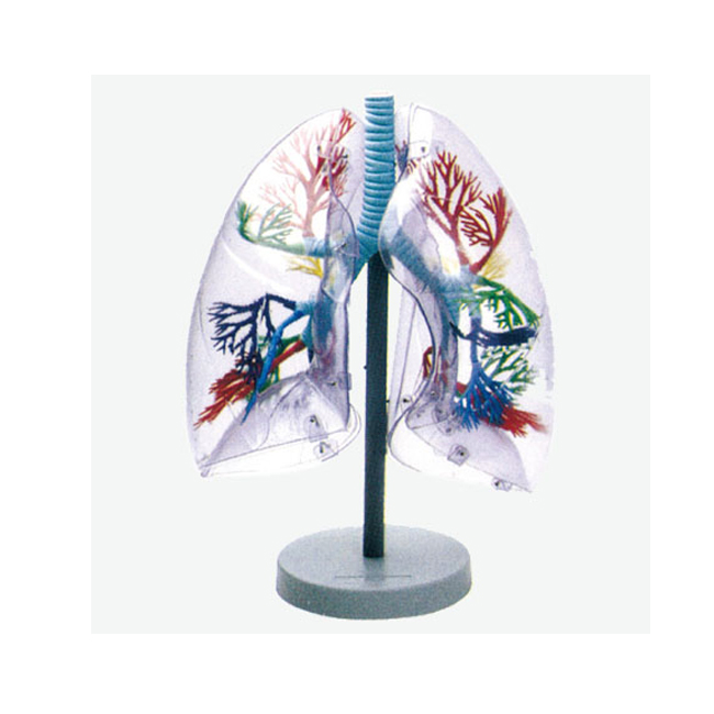 Transparent Anatomical Lung Model with Bronchial Tree