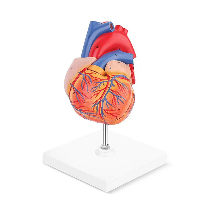 Adult Heart Structure Model