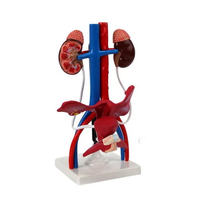 Female urinary system model