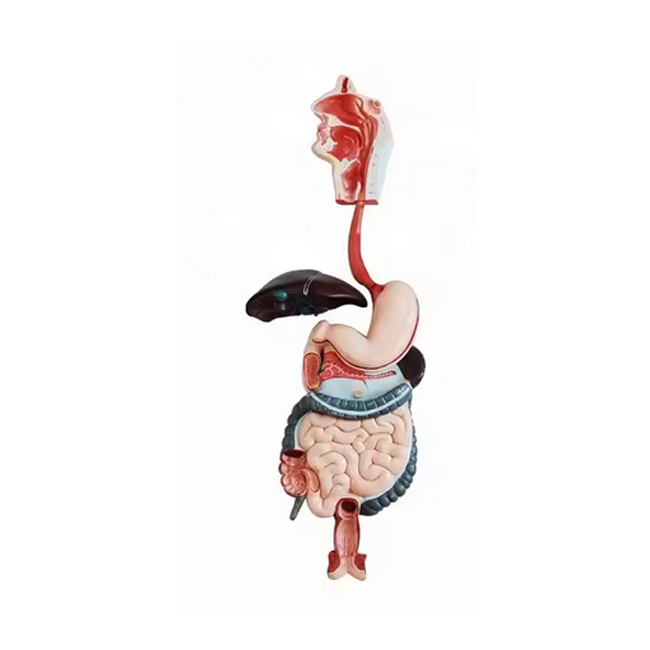 Digestive System  system model