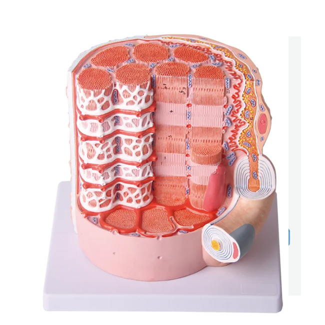 Skeletal muscle fiber model