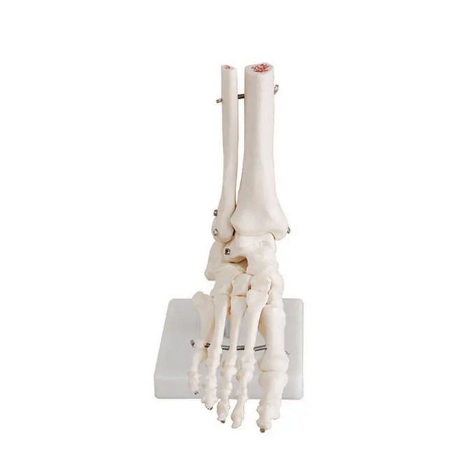 Life-Size Foot Joint Model