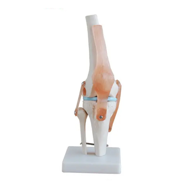 Human Skeleton Knee Joint Anatomical Model
