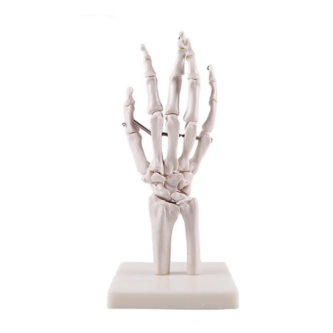 Hand Joint Anatomical Model Medical Science