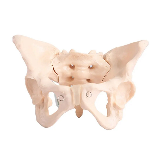 Female Anatomical Pelvic Model