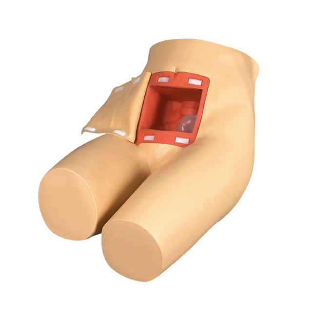Defecation Enema Model medical Nursing model