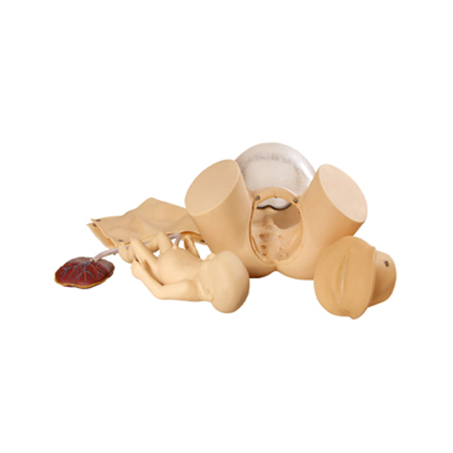 Simulator manikin Childbirth Skill Training Model
