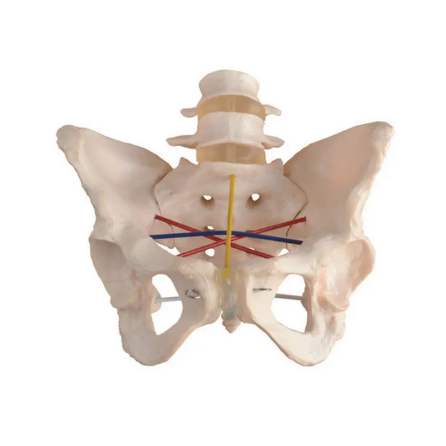PVC Human Skeleton Anatomy Pelvimetry  Model