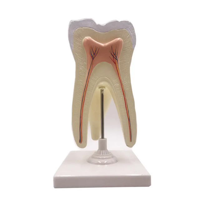 Teeth Model Enlarged 15 Times