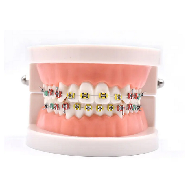 Medical practice orthodontic models