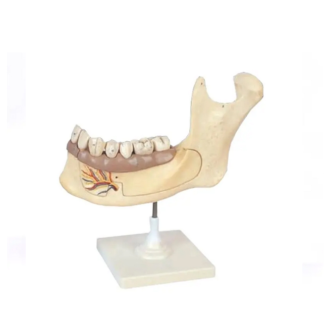 Tooth Hygiene Half lower Jaw for medical teaching