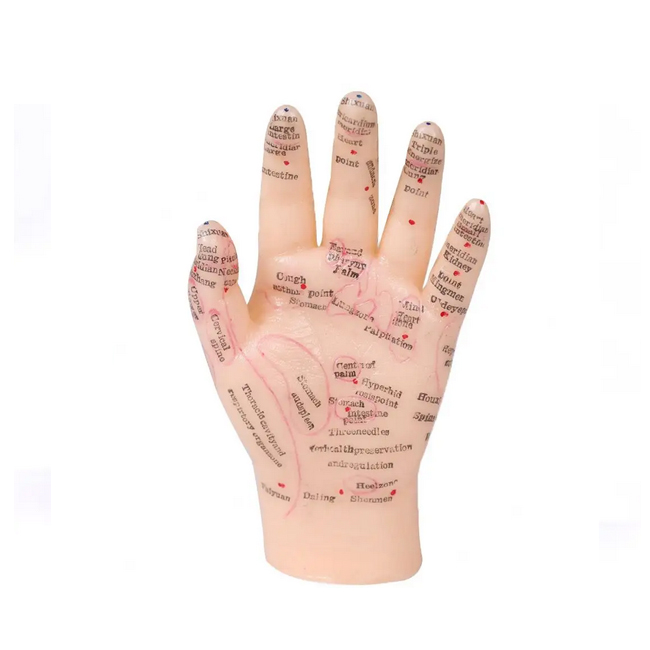 Chinese Medicine Hand Acupuncture Point Model